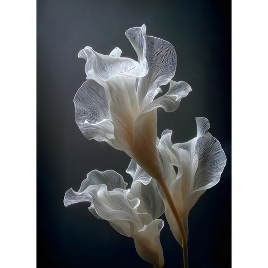 Cuadro Flor Blanca