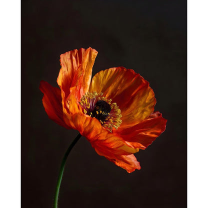 Cuadro Flor Roja